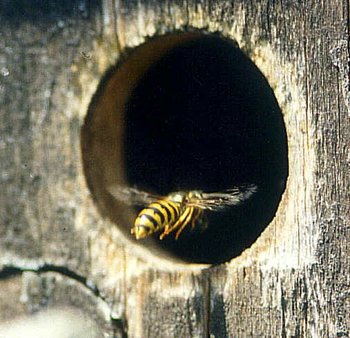 Schsischen Wespe beim Einfliegen in einen Meisennistkasten